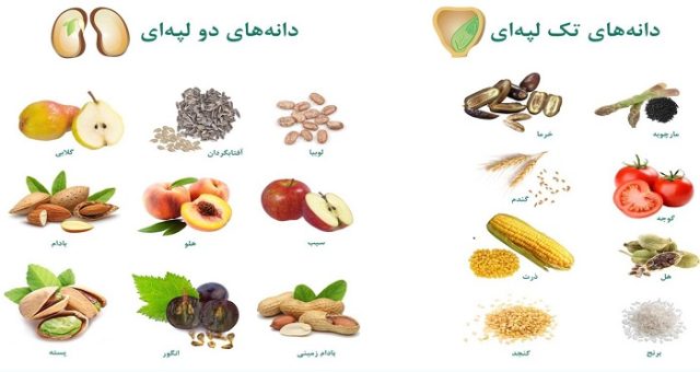 طبقه بندی دانه ها کلاس دوم - کمک درسی
